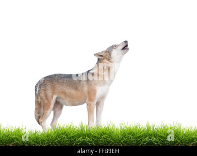 Gray wolf howling isolé sur fond blanc avec de l'herbe verte Banque D'Images