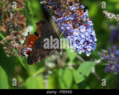 Papillon Paon européen (Inachis io) se nourrissant de Buddleia blossom Banque D'Images