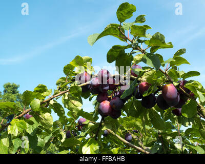 Bouquet de prunes mûrir au soleil Banque D'Images