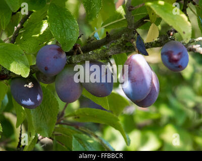 Bouquet de prunes mûrir au soleil Banque D'Images