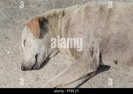 Des chiens errants abandonnés sans-abri dormant dans la rue. Banque D'Images