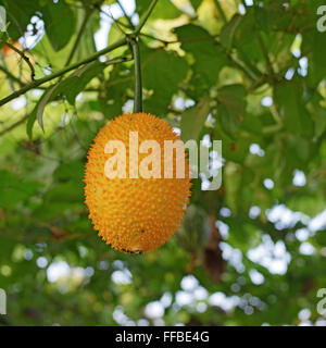 Gac ou baby jack fruits sur l'arbre en ferme biologique Banque D'Images