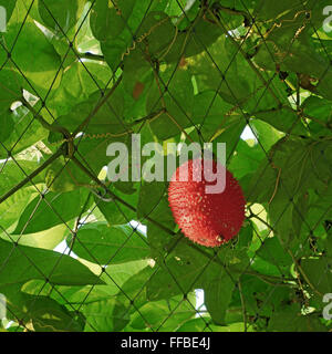 Gac ou baby jack fruits sur l'arbre en ferme biologique Banque D'Images