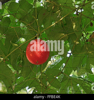 Gac ou baby jack fruits sur l'arbre en ferme biologique Banque D'Images