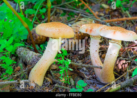 Trois champignons comestibles agaric miel close up dans la forêt Banque D'Images