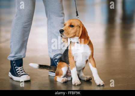 Jeune chien beagle assis près de propriétaire. Banque D'Images