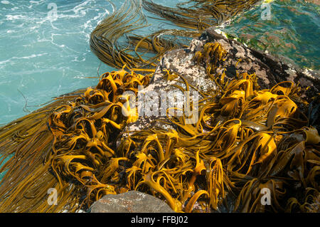 Algues dans la baie de curiosités, le Sud, Catlins Otago, Nouvelle-Zélande Banque D'Images