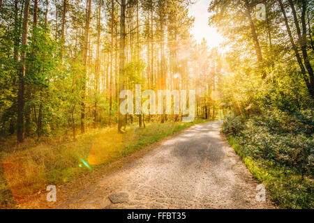 Route Chemin Chemin Sentier sur journée ensoleillée dans la forêt d'été au coucher et au lever du soleil. Effet lens flare. Des couleurs chaudes Banque D'Images