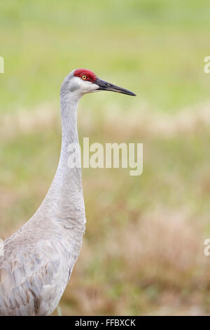 Grue du Canada (Grus canadensis) portrait, Kissimmee, Floride, USA Banque D'Images