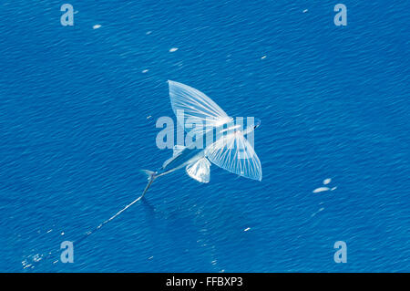Les poissons volants, pinnatibarbatus Cheilopogon melanocercus, Bay of Plenty, Nouvelle-Zélande Banque D'Images