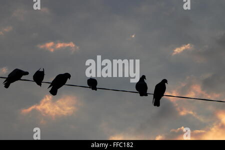 Pigeons sur ligne électrique avec nuée du matin dans l'arrière-plan. Banque D'Images