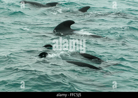 Globicephala melas, Baleines Pilotes, Kaikoura, North Otago, Nouvelle-Zélande Banque D'Images