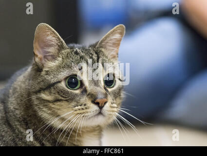 Wantagh, New York, USA. 7 Février, 2016. Se mêler aux visiteurs, chat tigré ALEXANDER, le maire de dernier espoir de sauvetage, est disponible pour adoption au cours de dernier espoir pour sauver des animaux au cours de la journée portes ouvertes de Hallmark Channel Chaton Bowl III. Alexander est apparu sur l'émission de télévision avec son hôte B. Stern. Le centre d'adoption concernant les bénévoles et les invités regardé le match à la télé et encouragé leur équipe, le dernier espoir des Lions. Plus de 100 chatons adoptables du dernier espoir de l'Inc et de la Côte-Nord Ligue animale Nord a participé à l'enregistrement des jeux, et l'accueil et de la famille des félins a remporté le championnat 2016, qui ai Banque D'Images