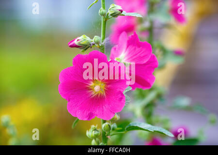 Rose Trémière rose fleur dans le jardin. Fleurs de mauve. Profondeur de champ. Focus sélectif. Banque D'Images