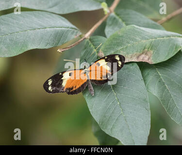 Tiger longwing (papillon Heliconius hecale) Banque D'Images