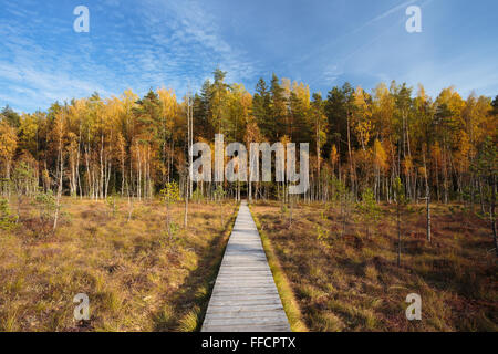 Wooden path chemin de sentier marsh marais à la forêt. Saison d'automne Banque D'Images