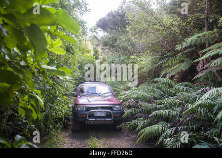 4 WD,location de véhicule à quatre roues motrices de la conduite sur chemin à travers fern,bush,arbustes,Waitakere,Île du Nord Auckland, Nouvelle-Zélande, Pacifique, Banque D'Images