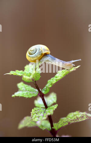 Une petite bande jaune escargot grimpant sur une plante de jardin Banque D'Images