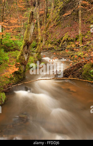 Le flux de Fairy Glen Banque D'Images