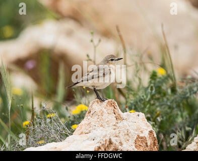 Traquet motteux Oenanthe isabellina Isabelline Chypre printemps Banque D'Images