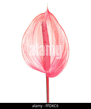 Close up d'Anthurium fleur, faible profondeur de champ. Banque D'Images