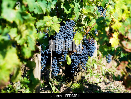 Grappes de raisins Sangiovese mûr croissant sur une vigne en Toscane Banque D'Images