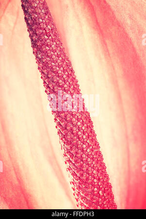 Tons rétro close up d'Anthurium fleur. Banque D'Images