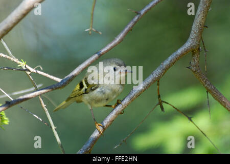 Baby bird goldcrest (Regulus regulus ) dans firry forêt. La région de Moscou, Russie Banque D'Images