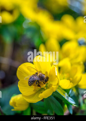 Aconit d'hiver ou Wolf's bane (Eranthis hyemalis) Banque D'Images