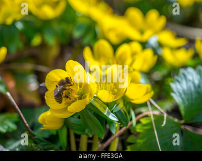 Aconit d'hiver ou Wolf's bane (Eranthis hyemalis) Banque D'Images
