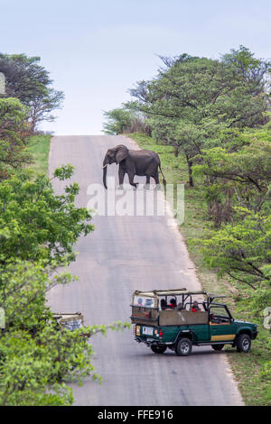 Jeep safari regarder l'éléphant au parc national Kruger, Afrique du Sud ; espèce de la famille des Elephantidae Loxodonta africana Banque D'Images