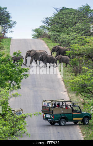 Jeep safari regarder l'éléphant au parc national Kruger, Afrique du Sud ; espèce de la famille des Elephantidae Loxodonta africana Banque D'Images