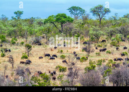 Buffalo Espèce sauvage d'Afrique Syncerus caffer famille de bovidés Banque D'Images