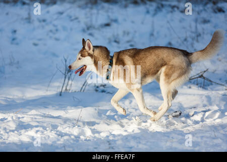 L'exécution de chien husky dans la forêt d'hiver Banque D'Images