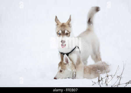 Chiots husky ludique dans la neige en hiver Banque D'Images