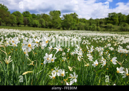 Prairie avec floraison des jonquilles au début du printemps Banque D'Images