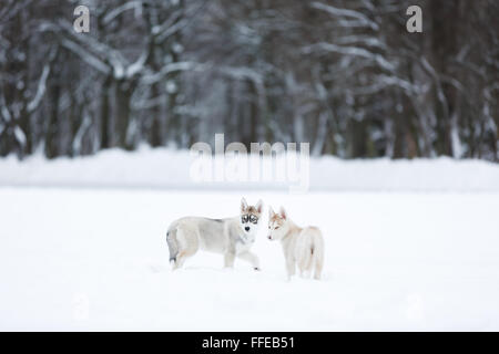 Portrait d'une deux chiots husky en forêt d'hiver Banque D'Images