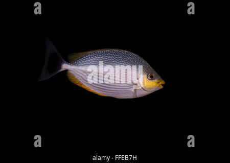 Sigan marbré strié, strié sigan marbré ou Java (poisson lapin Siganus javus) Océan Indien, Hikkaduwa, au Sri Lanka, en Asie du Sud Banque D'Images