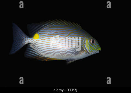 Goldenspot sigan marbré, Goldlined ou poisson lapin bordée d'or sigan marbré (Siganus lineatus) Océan Indien, Hikkaduwa, Sri Lanka Banque D'Images