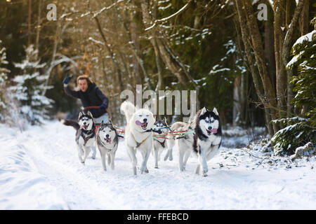 Course de chiens de traîneau d'hiver et husky musher Banque D'Images