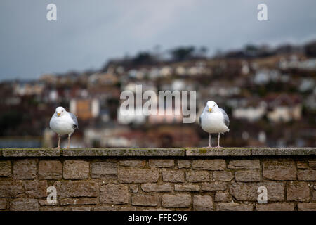 Deux mouettes sur un mur juste assez loin en dehors qu'ils sont tombés Banque D'Images