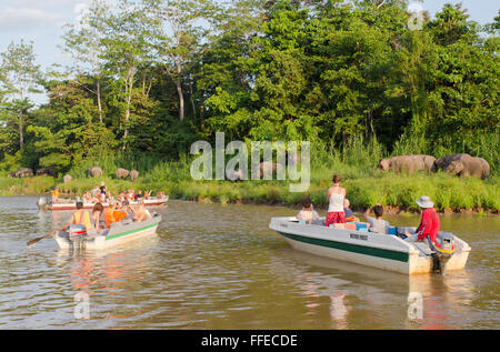 Les touristes sauvages regarder les éléphants pygmées de Bornéo de bateaux sur la rivière Kinabatangan, Sabah, Malaisie Banque D'Images