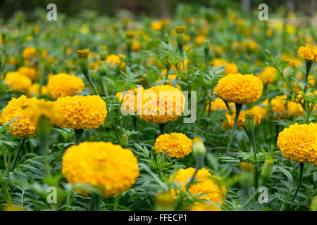 Belle et colorée de fleurs de souci jaune doré. Banque D'Images