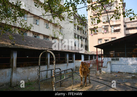 Mumbai, Inde - le 19 octobre 2015 - Vache dans une étable dans le centre de Mumbai entre les gratte-ciel Banque D'Images