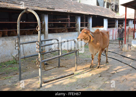 Mumbai, Inde - le 19 octobre 2015 - Vache dans une étable dans le centre de Mumbai entre les gratte-ciel Banque D'Images