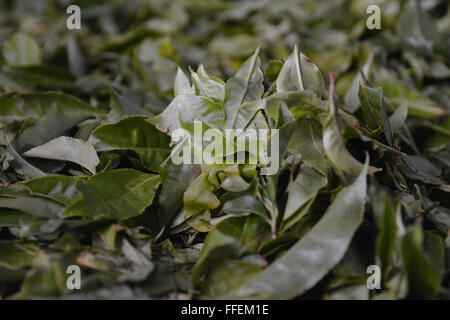 Plateau leafes au cours de la transformation en tissu de Munnar, Inde du Sud Banque D'Images