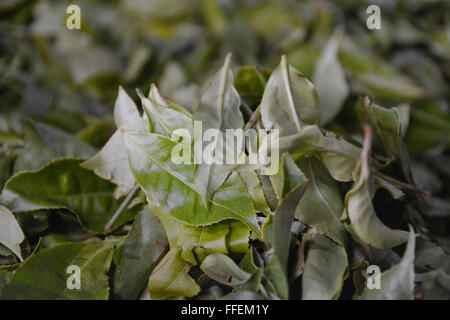 Plateau leafes au cours de la transformation en tissu de Munnar, Inde du Sud Banque D'Images