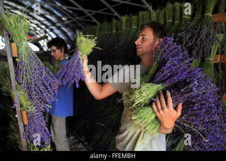 La collecte manuelle des fleurs de lavande, bouquets de séchage sous abri dans la Drome, Ferrassieres, Provence, France Banque D'Images