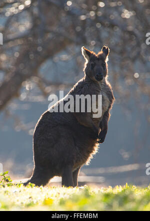 Grand mâle Wallaroo commun (Macropus robustus), NSW, Australie Banque D'Images