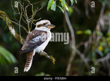 Laughing Kookaburra Dacelo novaeguineae), (Dernier verre National Park, NSW, Australie Banque D'Images